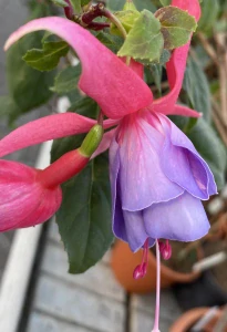 Hilda Fuchsie 646