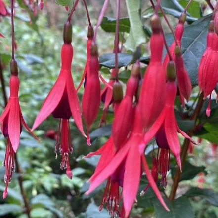 Electra Regia Red mrazuvzdorná 986