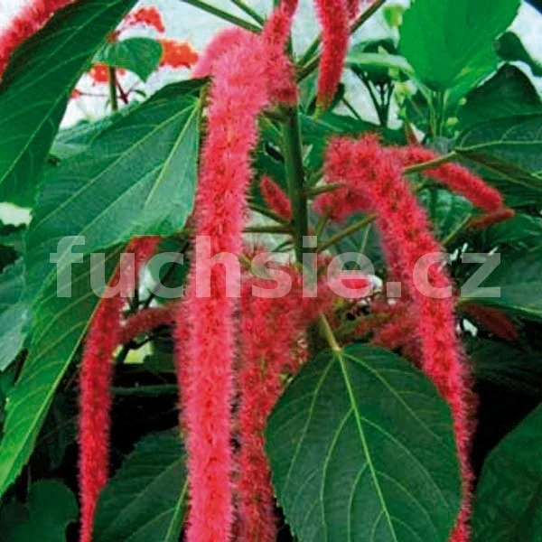 Pálenice (Acalypha Hispida) - 172