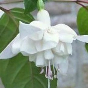 White Garole (Fuchsie) 1062 F