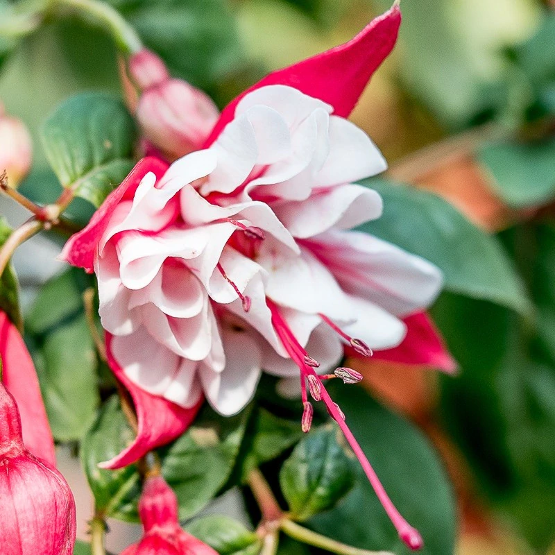 Super Sport Fuchsie - 1 ks