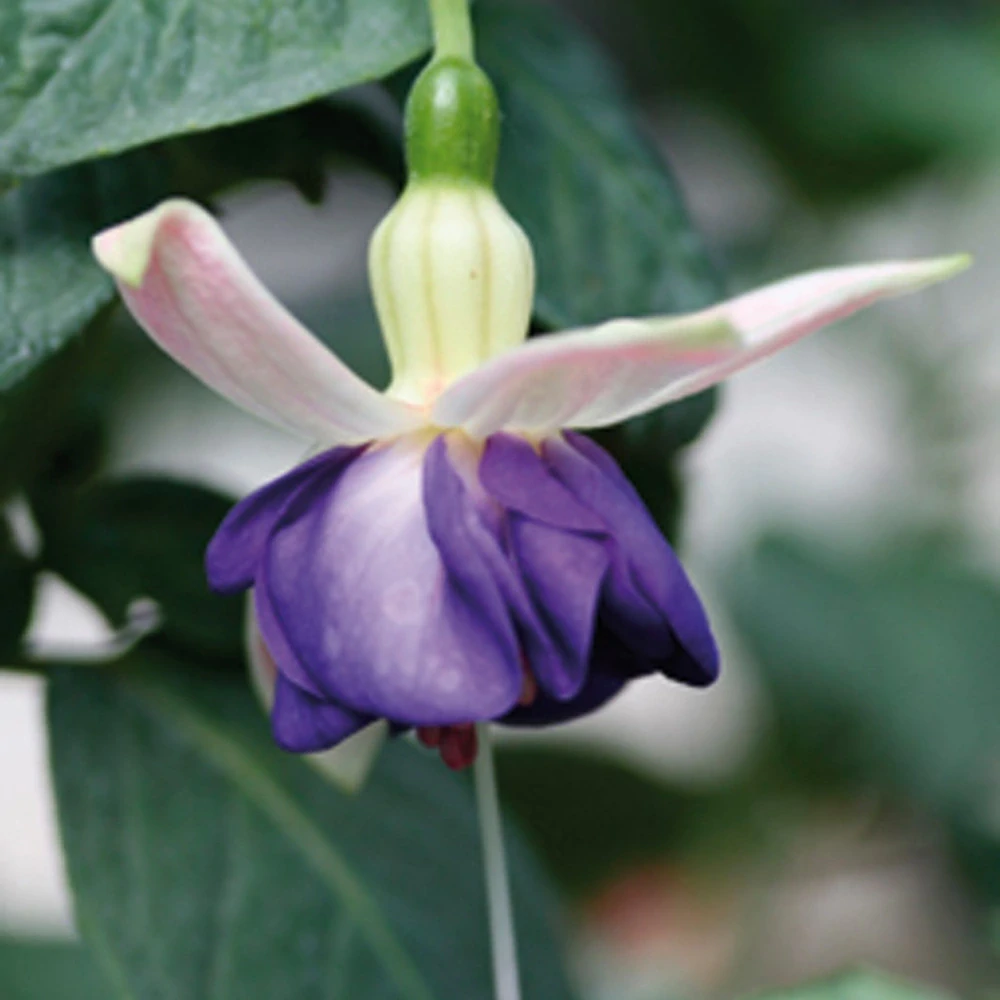 Blautopf Fuchsie - 1 ks