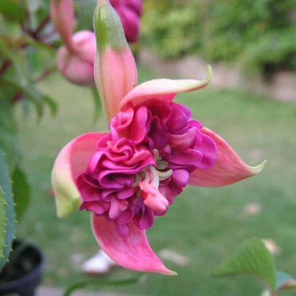 Rohes Furud (fuchsie) - cena za kus v 3-kusovém balení