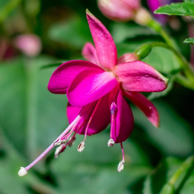 Jullies Tarbes Fuchsie - 1 ks