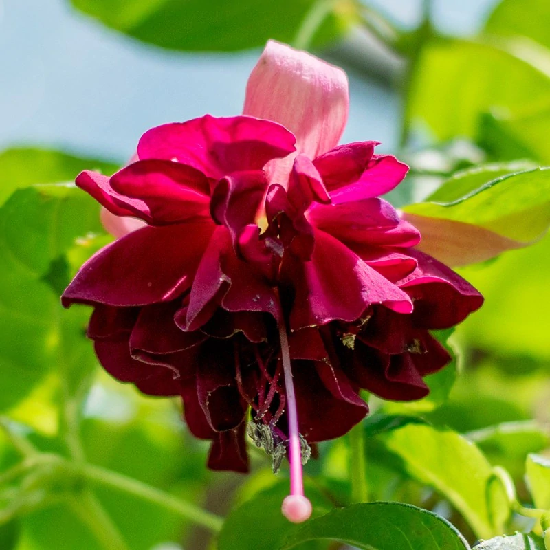 DDFGG Fuchsie - cena na prodejně