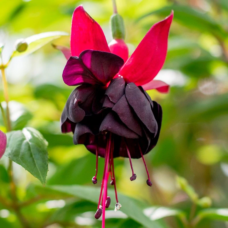 New Milenium Fuchsie - cena za kus v 3-kusovém balení