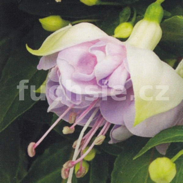 Jollies La grande Picardie - 1 ks