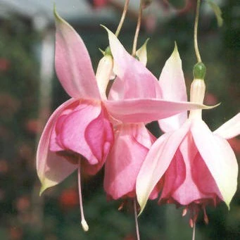 Irene van Zoeren Fuchsie - 1 ks