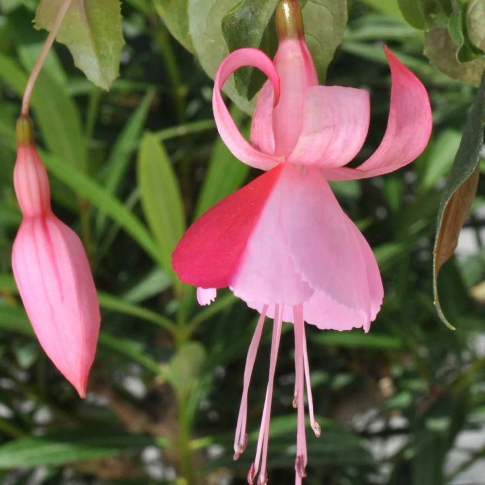 Fakko's Kantrintje Fuchsie (šl. F. Martena,NL, 2002) - 1 ks