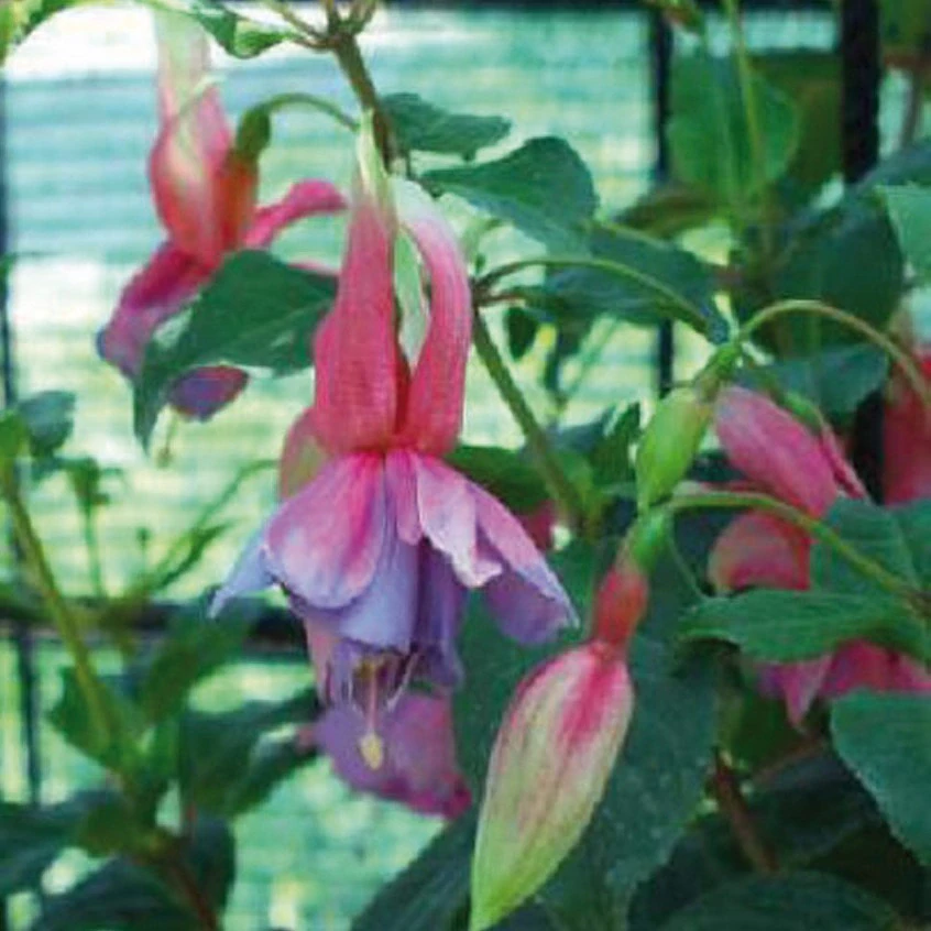 Hilda Fuchsie - cena za kus v 3-kusovém balení