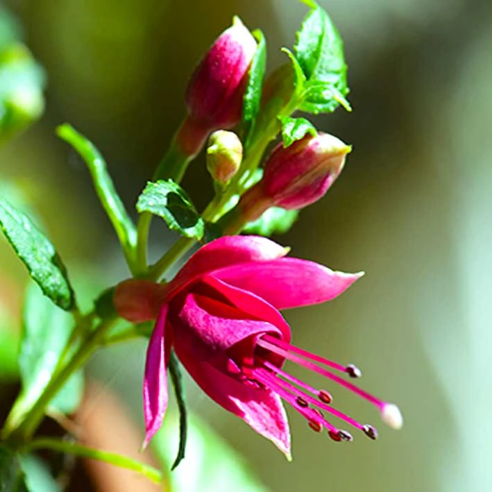 Fuchsita speciál Magenta-purple - cena na prodejně