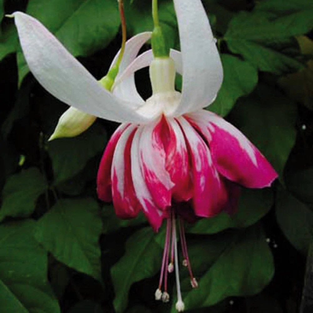 Circus Spangles Fuchsie 288