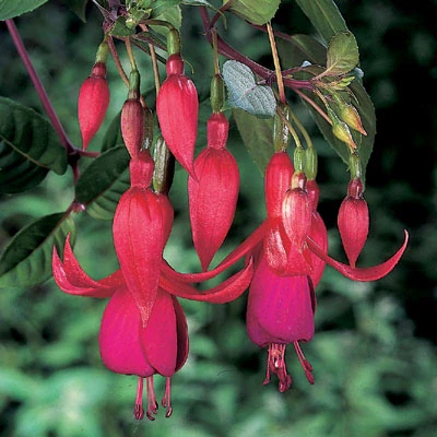 Balkon Königin Fuchsie (Neubronner D 1896) - cena na prodejně