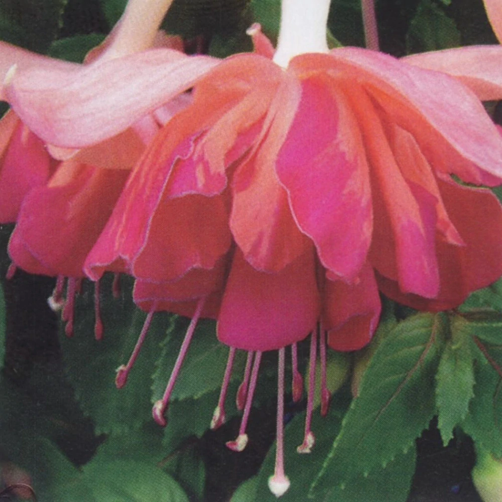 Marbeller Orange King 1085 F