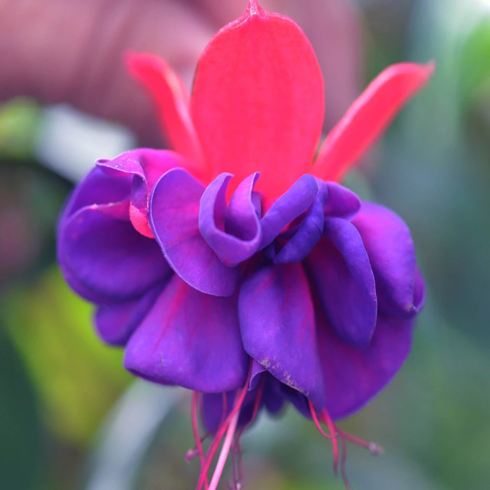 Blue Eyes Fuchsie - cena za kus v 3-kusovém balení