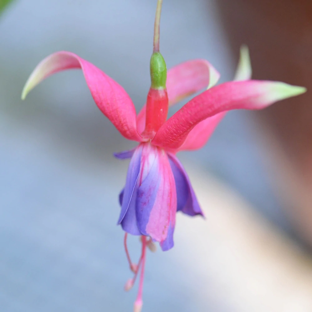 Party Frock Fuchsie - cena za kus v 3-kusovém balení