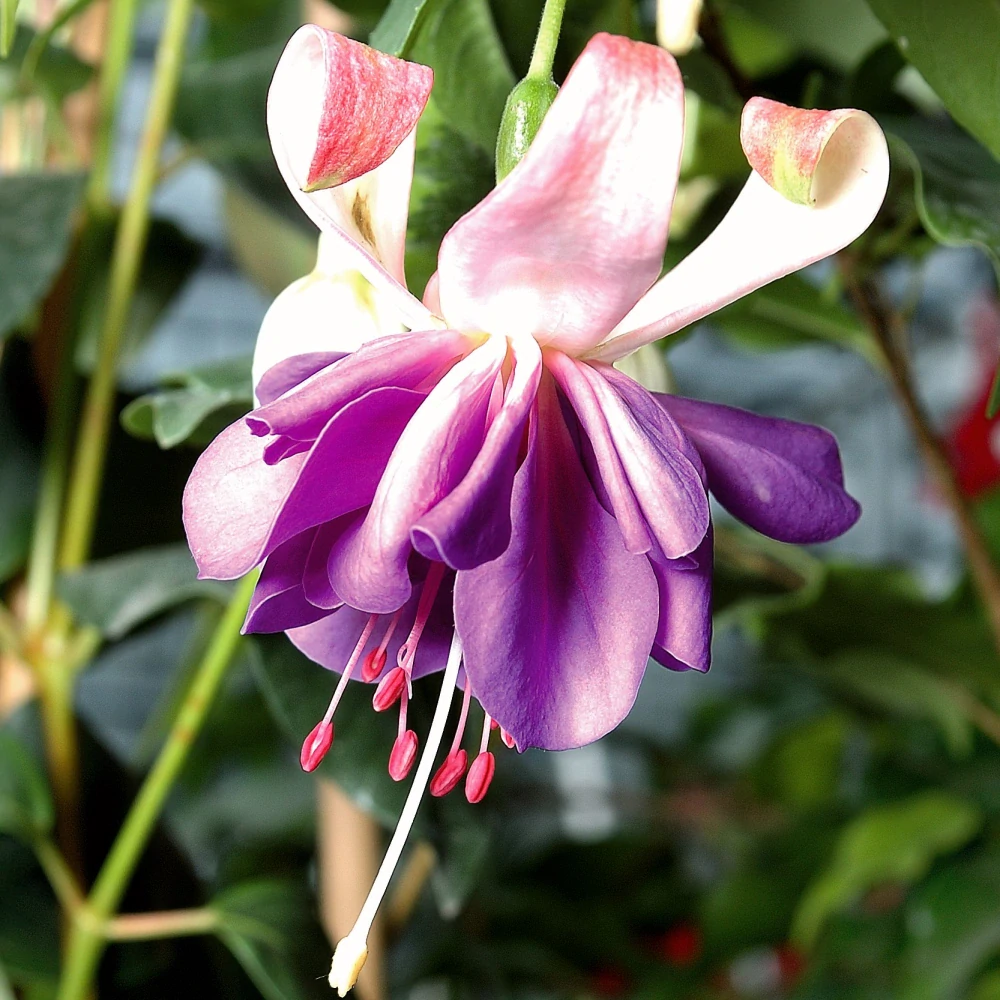 Blue Angel Fuchsie - cena za kus v 3-kusovém balení