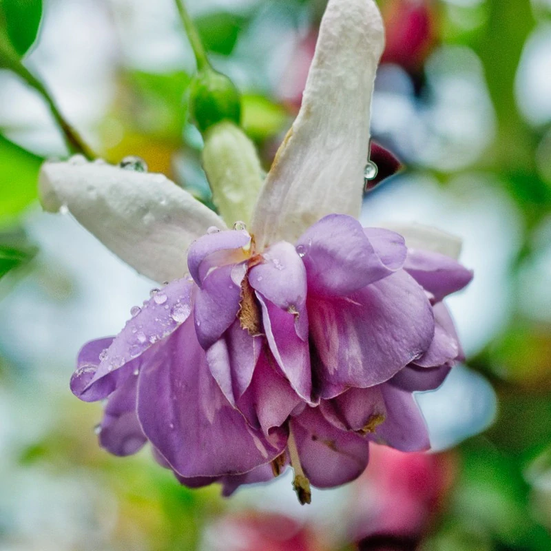 Golden Felli Fey Fuchsie - 1 ks