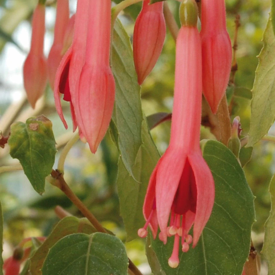 Martha Franck Fuchsie - 1 ks