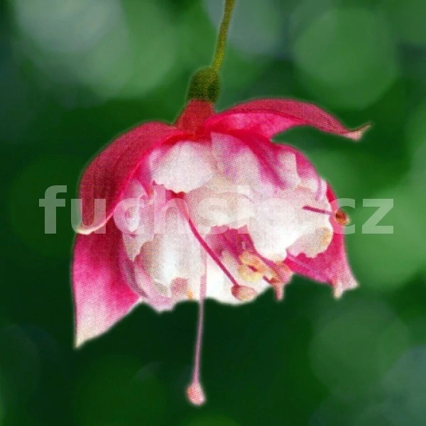 Diva Double Neon White Fuchsie (Fuchsie) - cena za kus v 3-kusovém balení