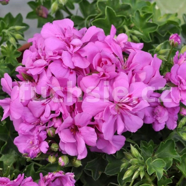 Pelargónie Amelit (Muškát převislý) - cena na prodejně