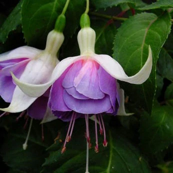 Blue Angel Fuchsie - cena za kus v 3-kusovém balení