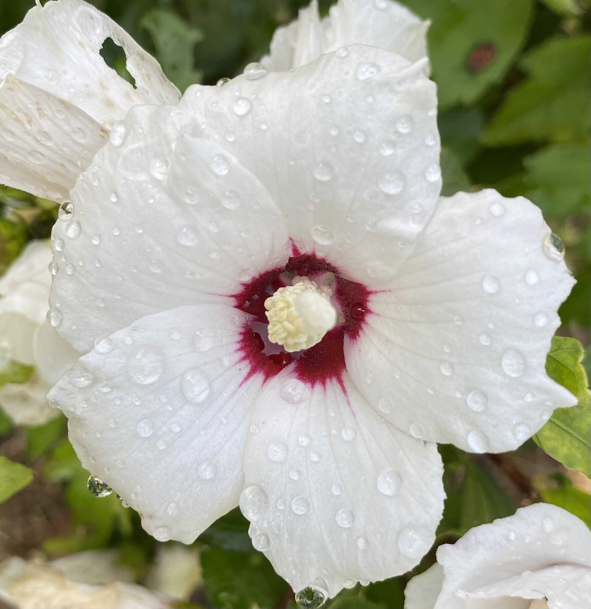 Ibišek (Hibiscus Syr. Red Heart) - 1 ks