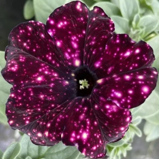 Petunia převislá vínová s bílým puntíkem - 039B