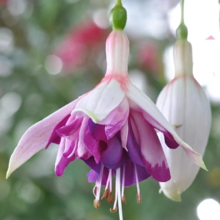 Tam o ’ Sanders Fuchsie 841