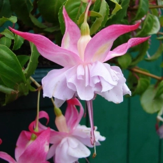 Wendys Beauty Fuchsie 904