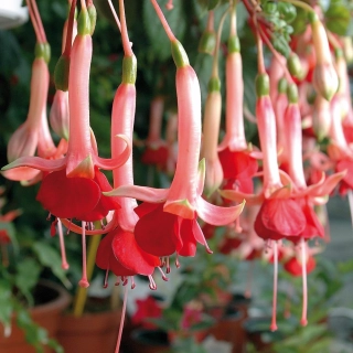 Maria Leprich Fuchsie (Šl. Günter Nicola.A.2007) 673