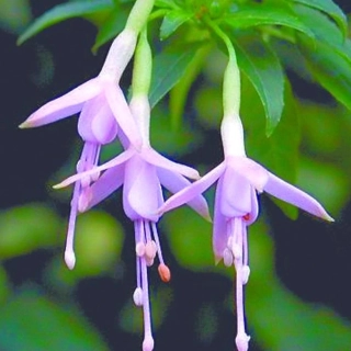 Magellenica Mélime Fuchsie-mrazuvzdorná 793