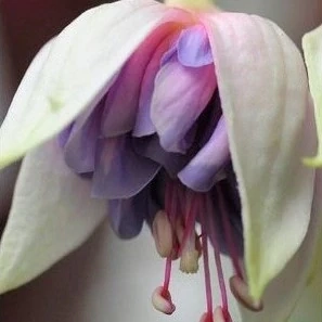 Lydia Ivo (Fuchsie) 1079 F