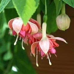 Celebration Fuchsie 921
