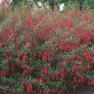 Electra Regia Red mrazuvzdorná 986