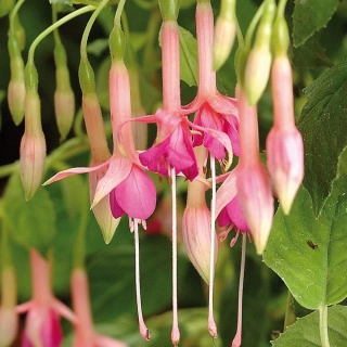 Pink Rain Fuchsie 697