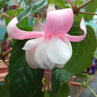 Santapilar Fuchsie 1059 F