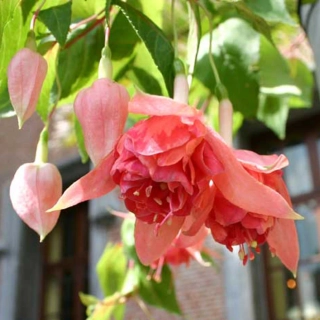 Medard's Roede Fuchsie 761