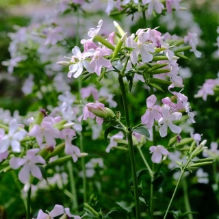 Mydlice lékařská -  Saponaria officinalis - 163M