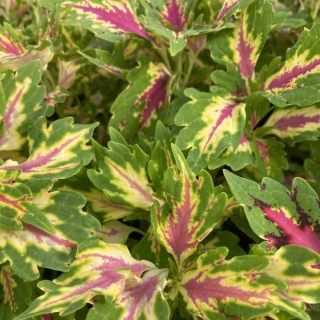 Africká kopřiva-Coleus Down Town- Vegas Neon   153 G
