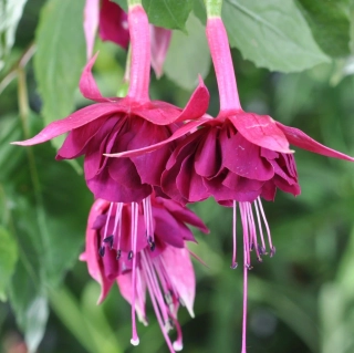 Heute Cuisine Fuchsie ( Fuchsie) 900