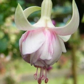 Jessie Pearson Fuchsie 963