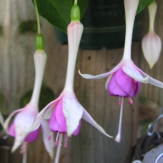 Roesse Meton (Fuchsie) 1038F