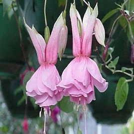 Julia Horton Fuchsie 507