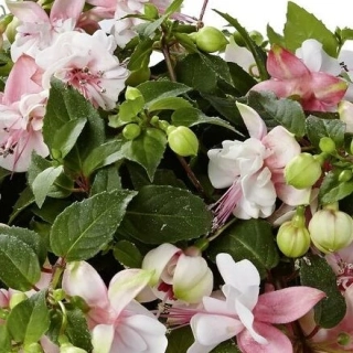 Fuchsini Double Pink-White 1087 F