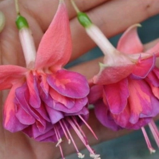 Menkelly's Euphemia (Fuchsie) 1046 F