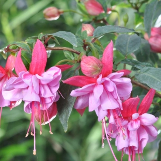 Rose Winston Fuchsie 804