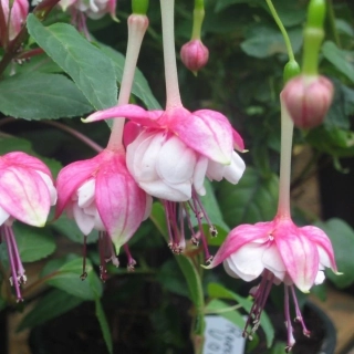 Rosse Draco Fuchsie 711