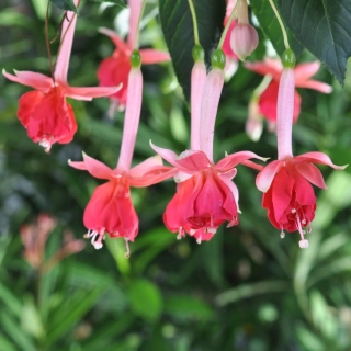 De 8 Zalingheden Fuchsie 887