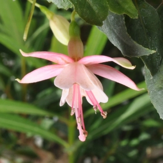 Cloverdale Pearl Fuchsie-mrazuvzdorná 727